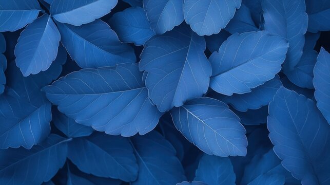 Close-up of Blue Leaves