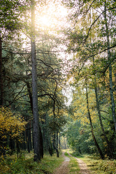 Trees in a forest in Vilnius, Lithuania.