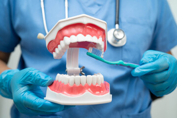 Doctor clean teeth denture with toothbrush for teach patient and dentist studying about dentistry.
