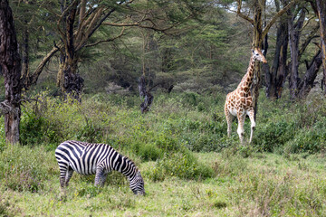 A Grant's zebra grazing and a Maasai giraffe standing in the bush of Lake Nakuru National Park Kenya
