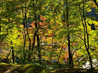 秋の風景　紅葉のある風景