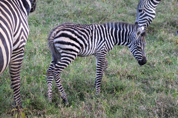 Obraz premium Plains Zebra foal standing near adults on grassy savanna in Lake Nakuru National Park Kenya