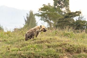 Young Spotted Hyena, Crocuta crocuta, standing alert in tall grass at Lake Nakuru National Park Kenya