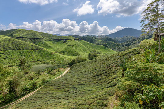 The Cameron Highlands, mountains and tea plantations, view over the rolling terrain with lush green foliage. 