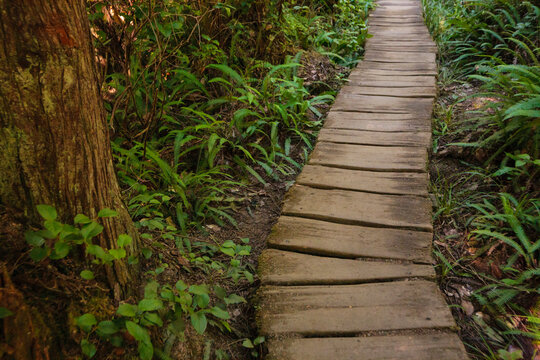 A wooden boardwalk through woodland in Washington state. 