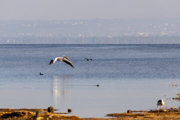 Obraz premium Great White Pelican in flight over the waters of Lake Nakuru National Park Kenya at sunset