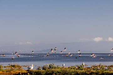 Lesser Flamingos flying over the soda lake with a Great White Pelican in the foreground at Lake Nakuru National Park Kenya