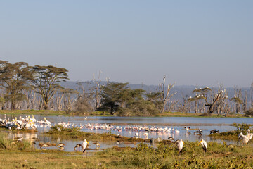 Great white pelicans, lesser flamingos, and storks gathering at the lake edge in Lake Nakuru National Park Kenya