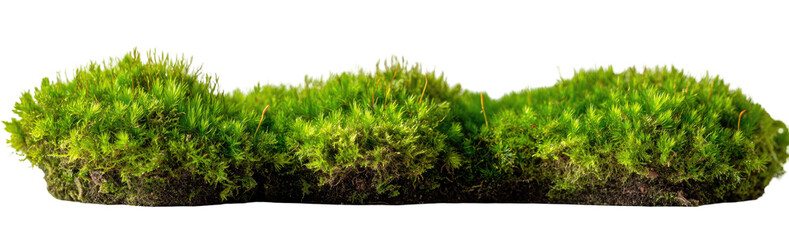 Three clumps of bright green moss,  forming a horizontal band against a black background.  The moss has a soft, textured appearance