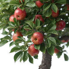 Apple tree