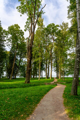Obraz premium Winding Path Through a Serene Summer Forest