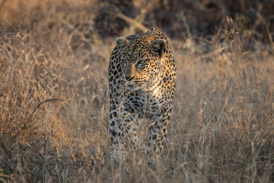 Leopard, Panthera pardus, stalking through the tall grass.