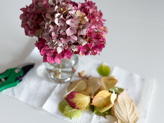 Dried hydrangeas in glass vase with gardening shears and yellow leaves on a white table, illustrating the process of preserving hydrangeas with glycerin