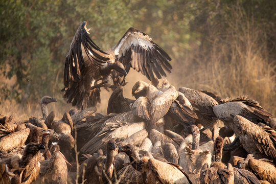 Vultures, Gyps spp., vultures surrounding a hippo carcass.