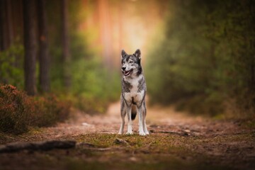 Siberian Husky in the forest on the path