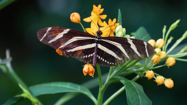 Close view of a zebra butterfly flying around a red flower colecting nectar on asunny day
