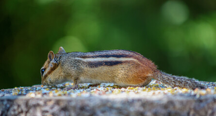 Chipmunk Eating Seeds on Tree Stump in Summer Forest