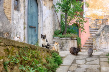 Many cats of various colors sitting together in a picturesque old alleyway in a qaint Greek village in Corfu, Ionian Island, Greece, Europe