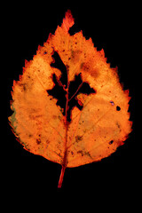 Vibrant Decaying Autumn Leaf in Macro – Detailed Fall Leaf Texture
