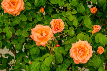 Peach-colored roses blooming in Cziráky Margit Rose Garden
