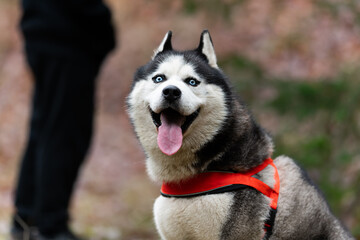 Portrait of a Siberian Husky dog ​​breed