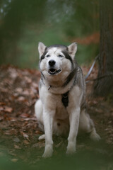Portrait of a Siberian Husky dog ​​breed