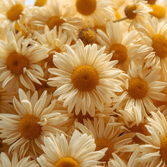 Chamomile Flowers