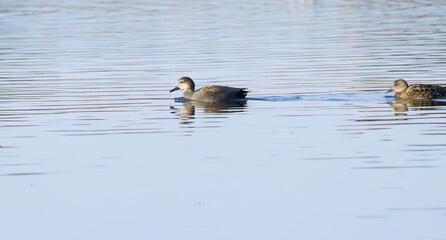 Two gadwalls swimming by on the greyblue shimmering lake in bright sunshine, gadwalls on the pond in warm sunlight, idyllic scene, rippled water surface with peaceful ducks, Mareca strepera