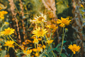 Yellow Wildflowers with Insect in Summer Sunlight