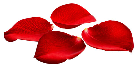 Red Rose Petals Isolated on White Background PNG