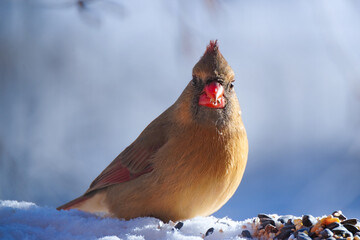 Female Northern Carinal in Winter Landscape, Close-Up