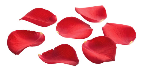 Red Rose Petals Isolated on White Background PNG