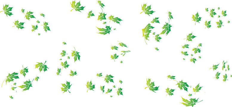 Vector art of green maple leaves scattered on a isolated on