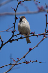 Male Sparrow Perched on Branch with Blue Background and Flower Buds