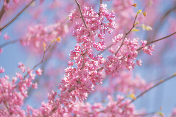 Close-Up of Cherry Blossoms Leaves with Pink and Blue Bokeh Background