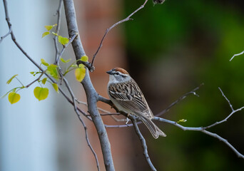 Chipping Sparrow Perched on a Branch