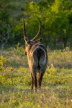 Waterbuck, Kobus ellipsiprymnus, facing backward. 