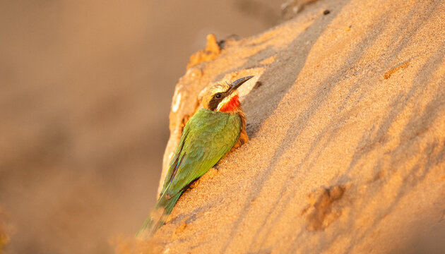 Fototapeta White-fronted Bee-eater, Merops bullocko, perched on a sand bank. 