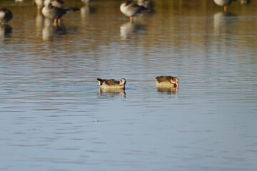 Two Egyptian geese with their beaks in the water, Egyptian geese foraging in the lake, blue reflection of the sky in the water, Alopochen aegyptiaca, more geese in the background
