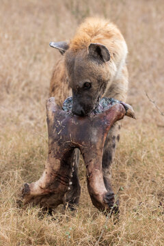 Hyena, Crocuta crocuta, carrying a hippo skull.