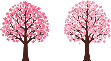 Two flat vector pink cherry blossom sakura trees isolated on white background for spring season © Mst Hosnara Khatun