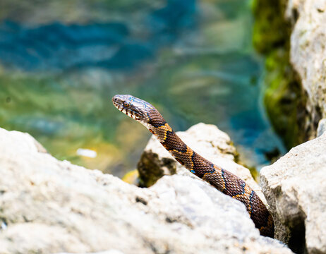 Common Watersnake Emerging from Rocks in Bright Sunlight