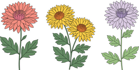 Colored Vector Illustration Set of Three Chrysanthemum Flowers: Pink, Yellow, and Lavender Blooms with Green Leaves, Ideal for Autumn Holiday Design or Decoration