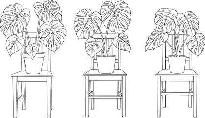 Set of Three Black and White Outline Illustrations: Potted Monstera Deliciosa Houseplants Resting on Wooden Chairs, Ideal for Coloring Books or Minimalist Decor