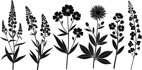 Monochromatic Wildflower Silhouette Set: Detailed Black Vector Graphics of Tall Flowering Garden Plants for Herbal Medicine Design, Branding, or Tattoo Art