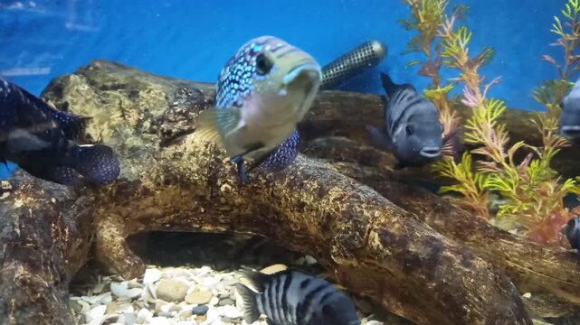 view aquarium with beautiful colorful American cichlid fishes and marine background
