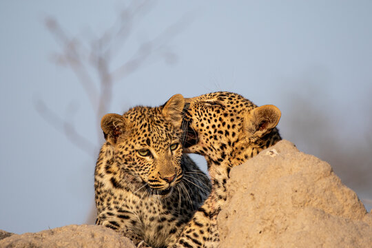 Two young leopards, Panthera pardus, resting on a mound playing, one chewing the other's ear. 