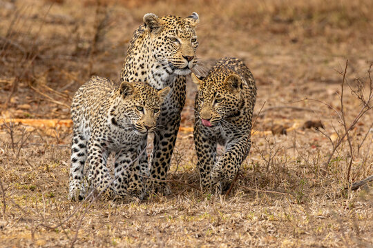 A leopard, Panthera pardus, walking with her two cubs.