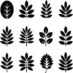  Leaf Twelve Black Silhouettes on White Background leaves