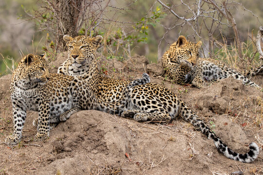 Leopard cubs, Panthera pardus, resting on a mound.